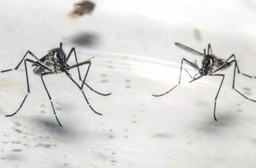  Cidade de São Paulo registra crescimento de mortes por dengue