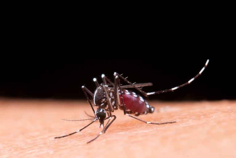  Dengue em São Paulo: Aumento de casos e mortes