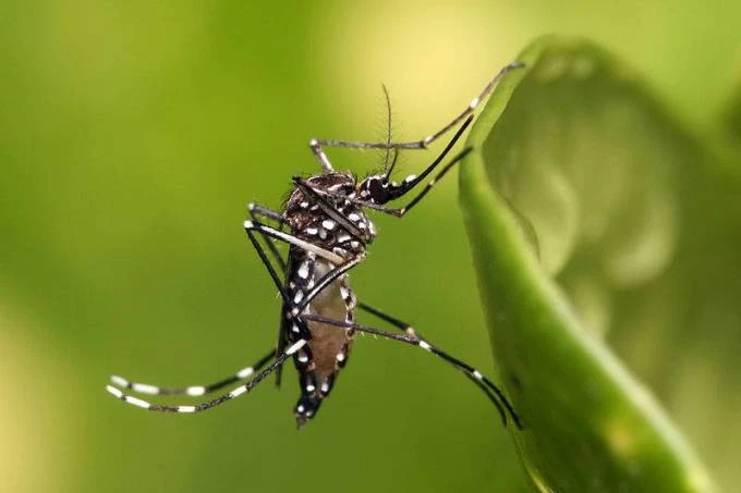  Dengue: Mais de 920 mil casos prováveis foram registrados no Brasil desde o início do ano