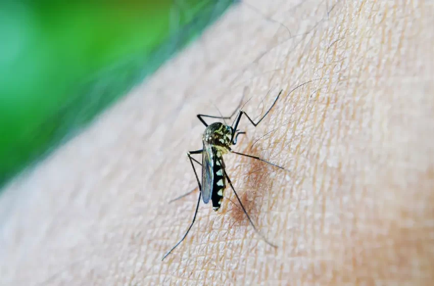  Brasil enfrenta crise com mais de 650 mil casos de dengue registrados