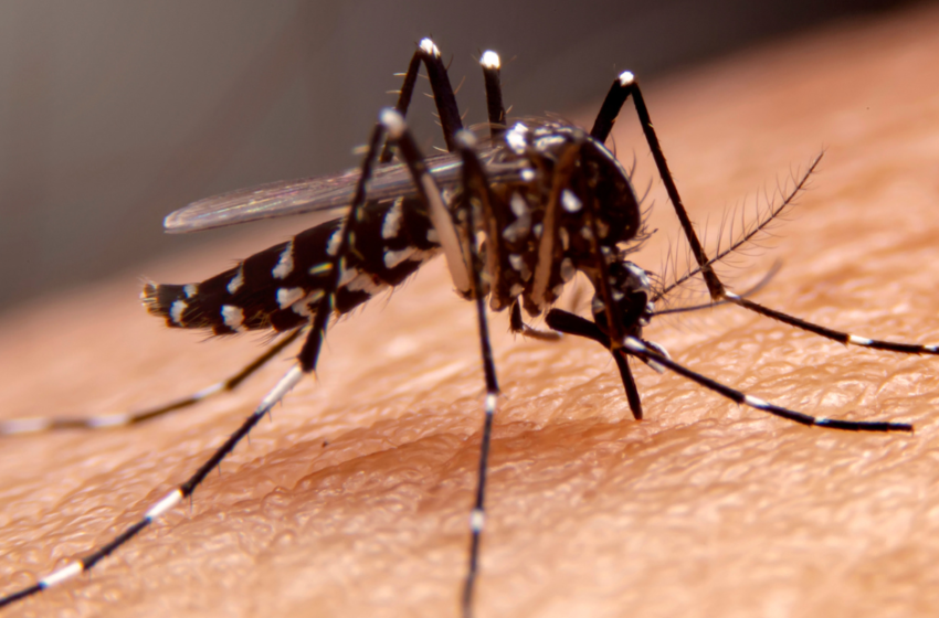  Dengue: uso indevido de medicamentos pode causar problemas graves de saúde