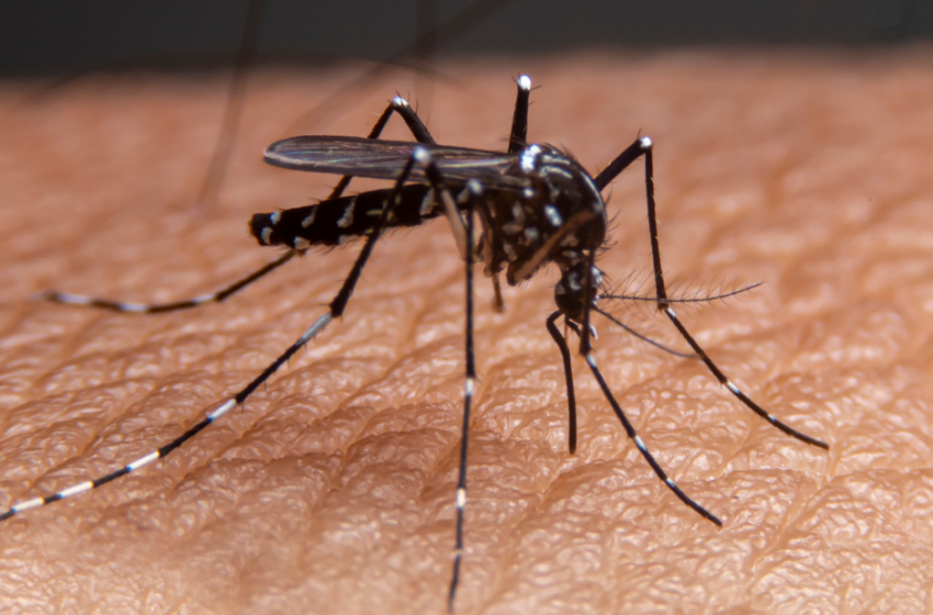  Estabilidade e queda na incidência de dengue em 20 estados brasileiros