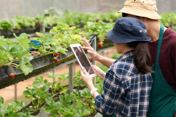 Guia gratuito ensina produtores rurais a venderem pela internet