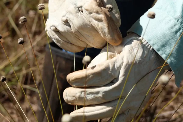 Pesquisadores encontram plantas extintas há 30 anos no Quadrilátero Ferrífero de Minas Gerais